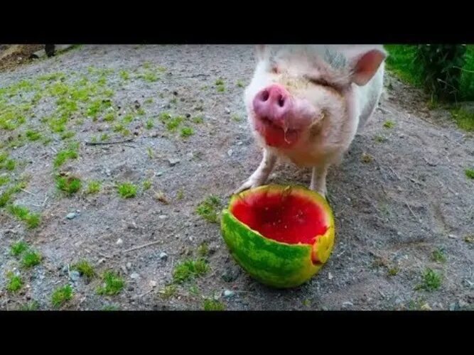 свинья ест рыбу