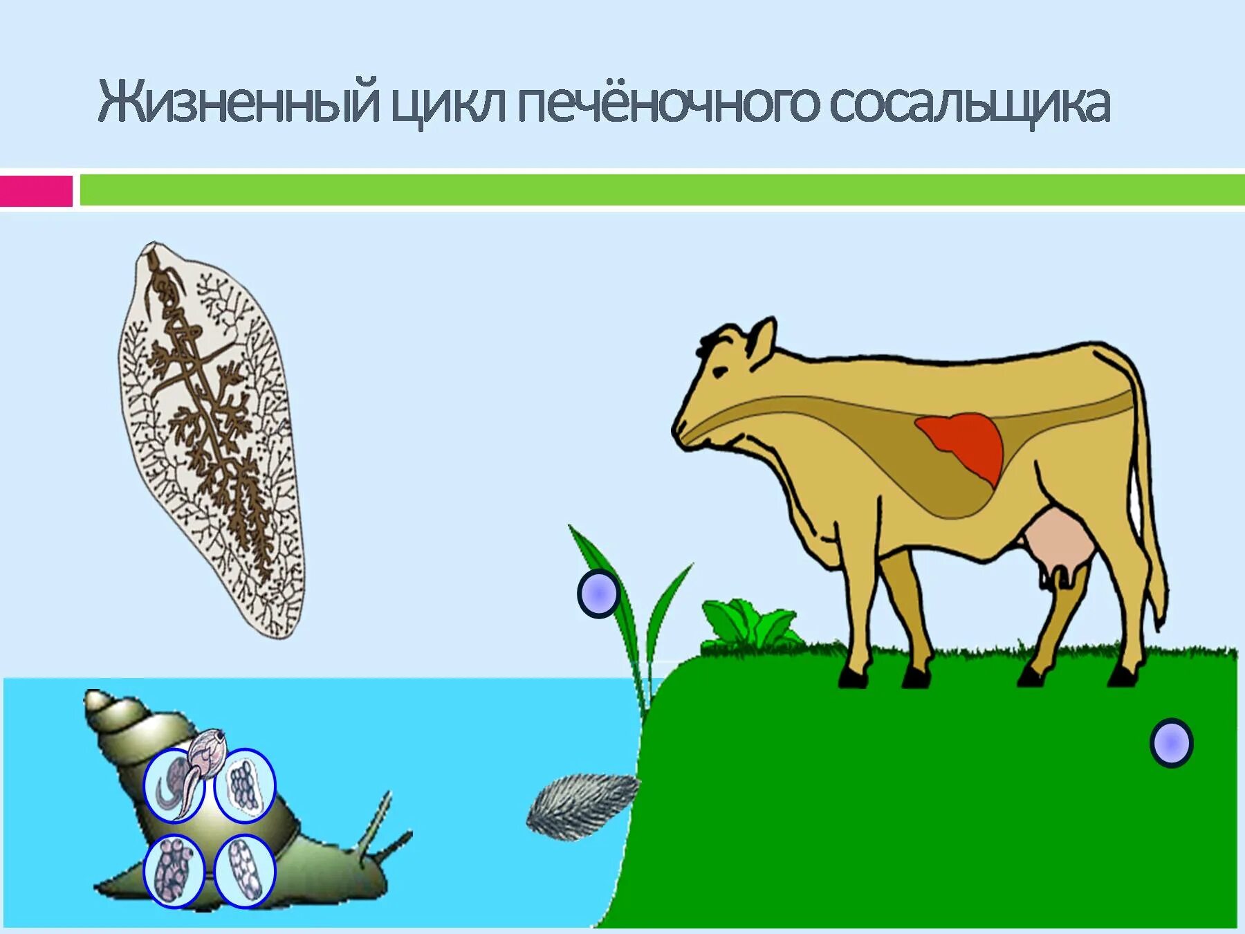 Цикл печеночного сосальщика 7 класс. Жизненный цикл печёночного сосальщика биология. Цикл развития печеночного сосальщика. Жизненный цикл сосальщиков схема.