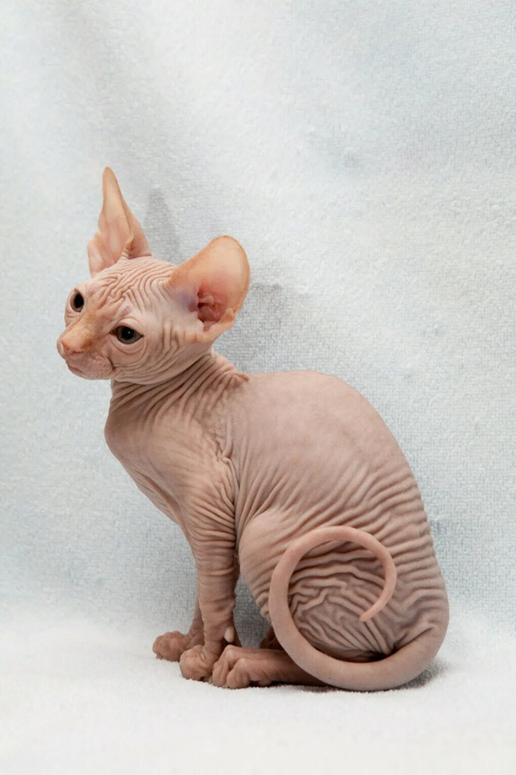 Сфинкс кошка стоит. Канадский сфинкс кошка. канадский сфинкс котята. донской сфинкс маленький. канадский сфинкс маленький.