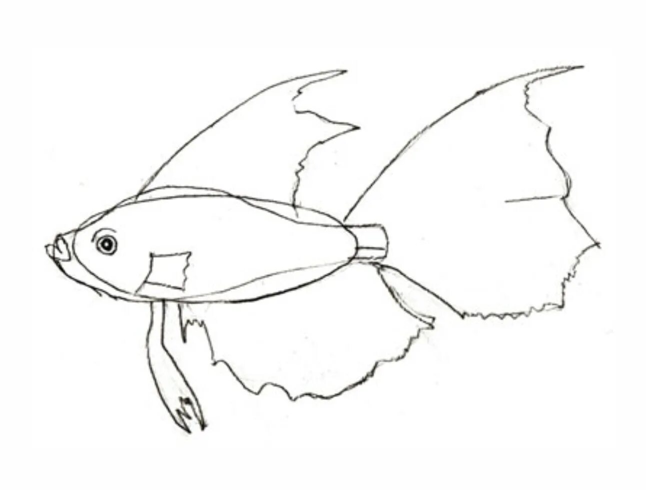 Рыбка рисунок карандашом. Нарисовать рыбу карандашом. Рисунки рыбок для срисовки. Схема рисования рыбы для детей. Нарисовать рисунок рыбу