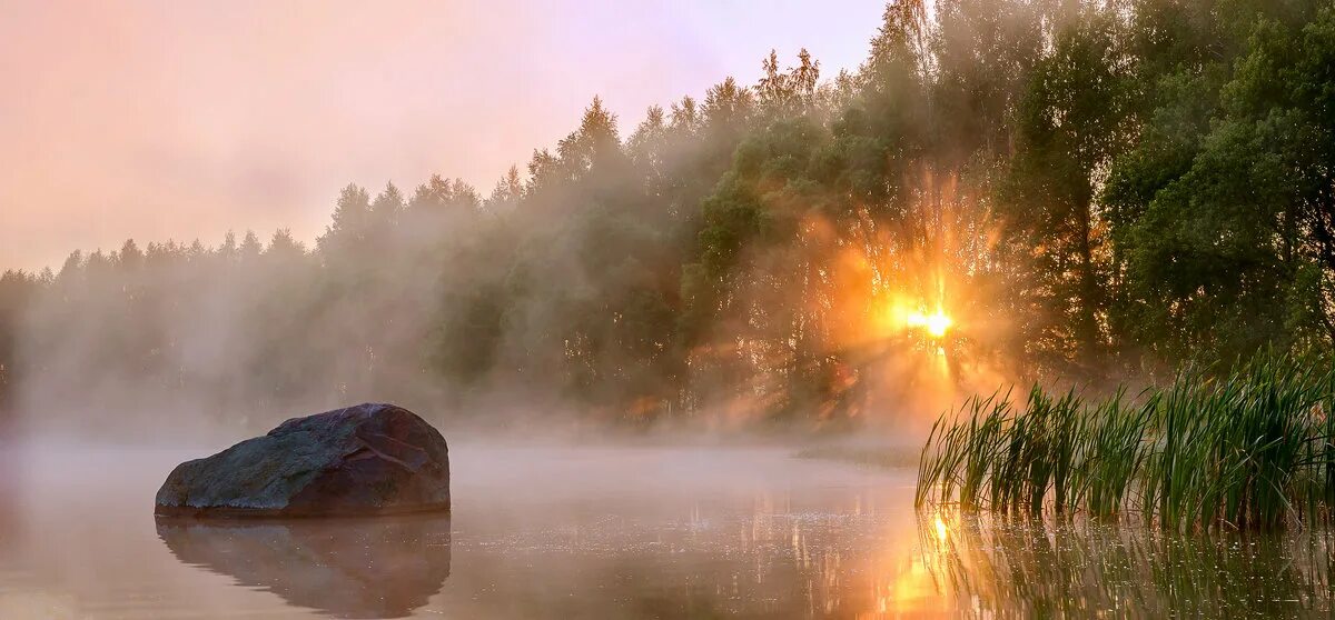 фет солнца луч промеж лип. солнце сквозь листву. свет в лесу. фет солнца луч промеж лип. утро солнце.