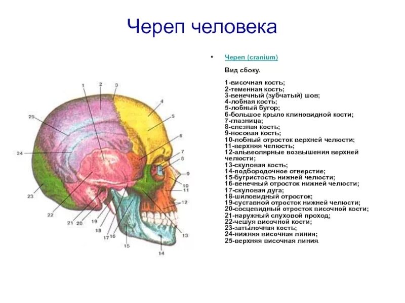 Височная теменная кость. Височная кость черепа человека. Теменно сосцевидный шов. Затылочно-сосцевидный шов. Шов между лобной и височной костью.