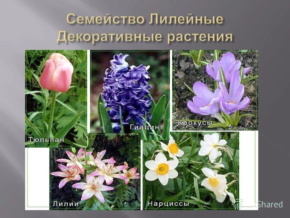 Семейство лилейные декоративные растения. Представители лилейных растений. Представители семейства лилейных растений. ». Представители семейства лилейные 6 класс.