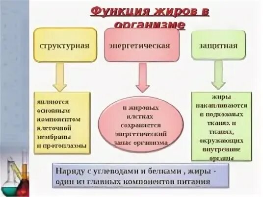Свойства и функции жиров презентация. Свойства и функции жиров презентация