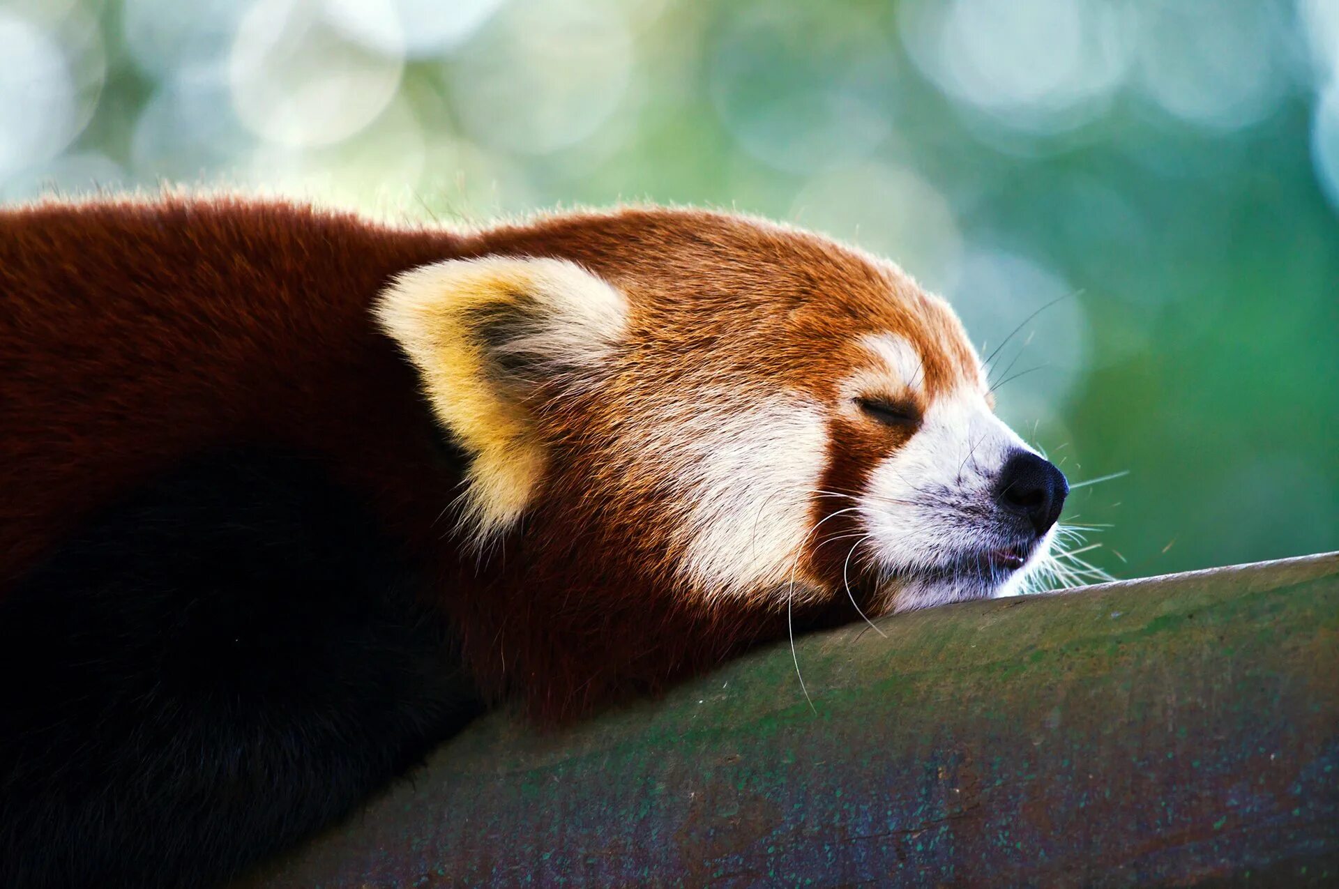 Красная па. Красная Панда Меконг. Млекопитающие красная Панда. Малая красная Панда. Малая Панда Шифу.