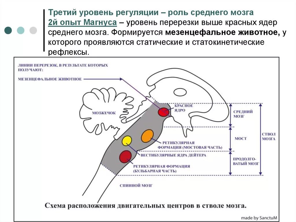 Состояние мышечного тонуса мезенцефального животного. Рефлексы на уровне среднего мозга. Статические и статокинетические рефлексы ствола мозга. Мезэнцефальное животное физиология.