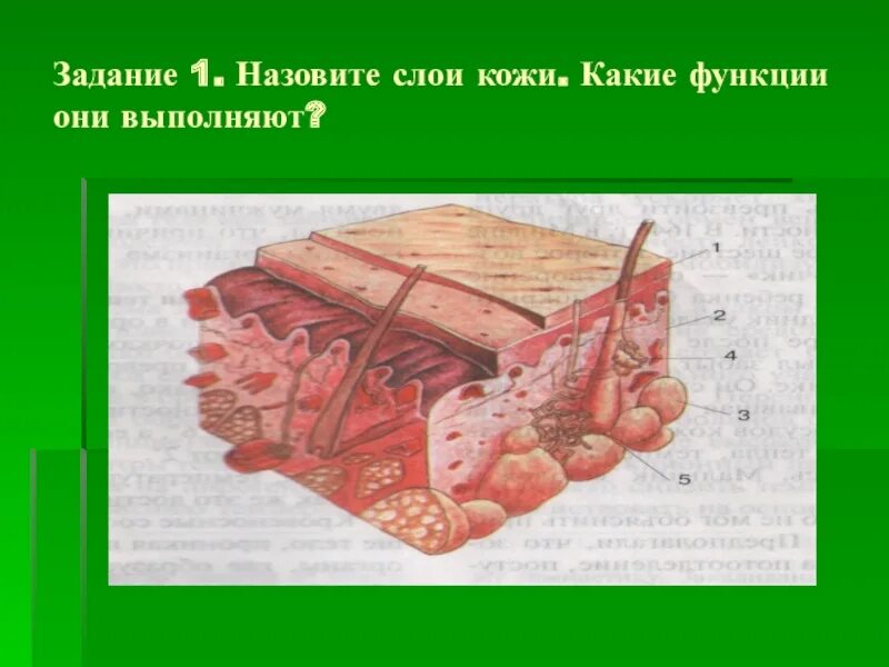 Назови слою. Ткани кожи биология. Соединительная ткань слой кожи. Кожица какую функцию они выполняют. У какого слоя кожи защитная функция.