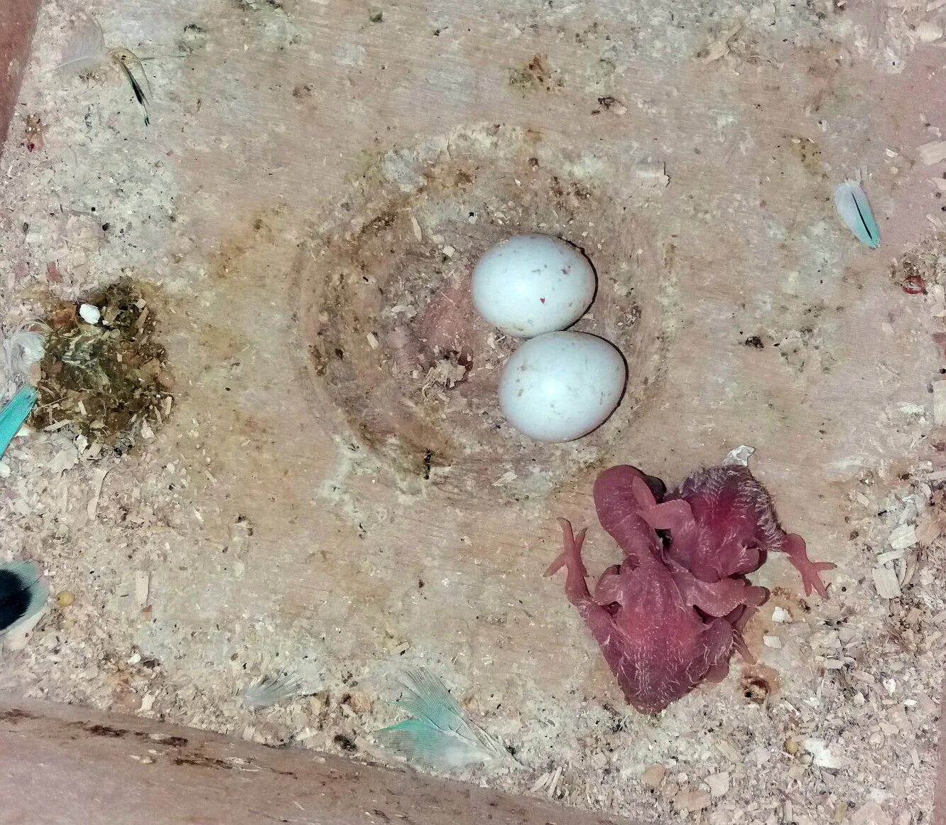 Самка попугая высиживает яйца. Яйца волнистых попугайчиков. Волнистые попугайчики птенцы. Как выглядит яйцо попугая. Волнистый попугай высиживает яйца.