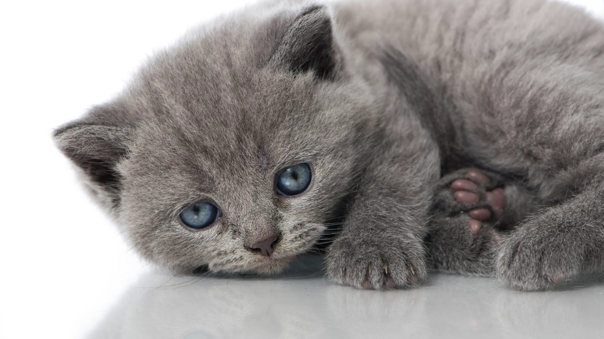 Обои кошки купить. Британская короткошёрстная кошка. Серый британец котенок. Серый голубоглазый котенок британец. Голубой британец кот.