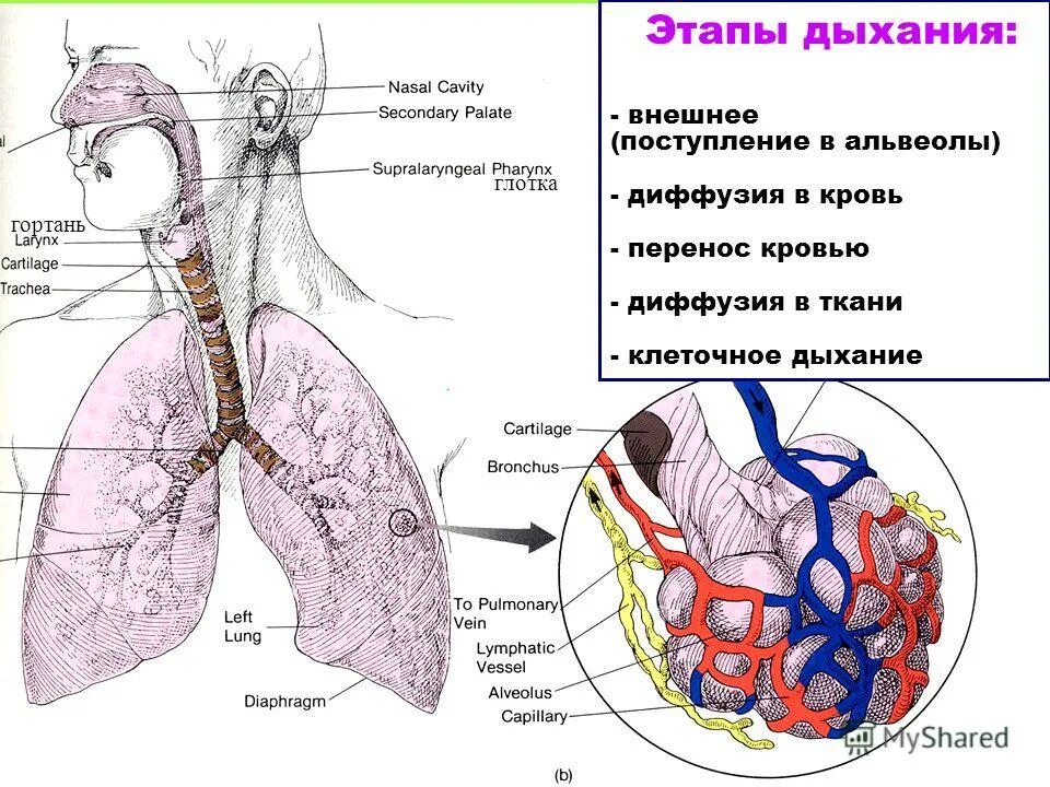Какие процессы обеспечивают дыхание