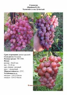 Симпатия описание