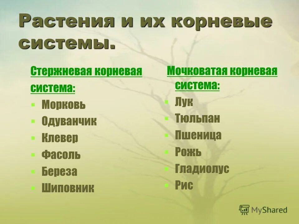 Растения пример какой системы Презентация "Какие бывают растения" (2 класс) по окружающему миру скачать прое