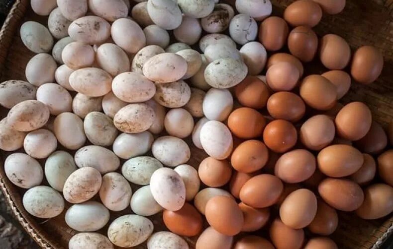 Моют ли яйца перед инкубацией. Инкубационное яйцо. Домашние яйца. Домашние куриные яйца. Куча яиц.