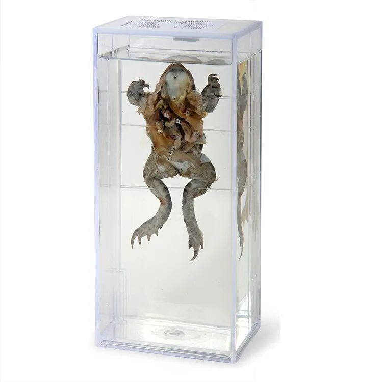 влажный препарат. мокрый препарат. влажный препарат внутреннее строение крысы. влажный препарат беззубка. влажный препарат "внутреннее строение лягушки".