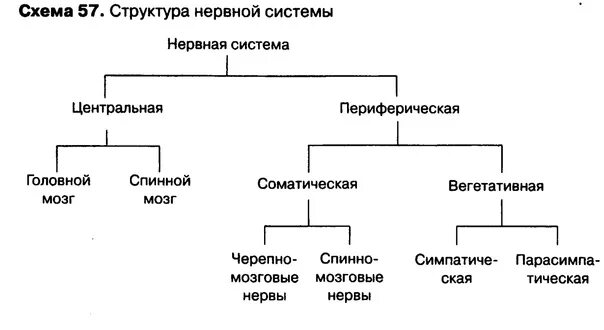 Строение центральной и периферической нервной системы таблица. Таблица нервной системы Центральная нервная система периферическая. Периферическая нервная система схема строения. Нервная система в таблицах и схемах. Центральная и периферическая нервная система функции