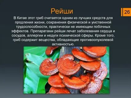 Гриб реши