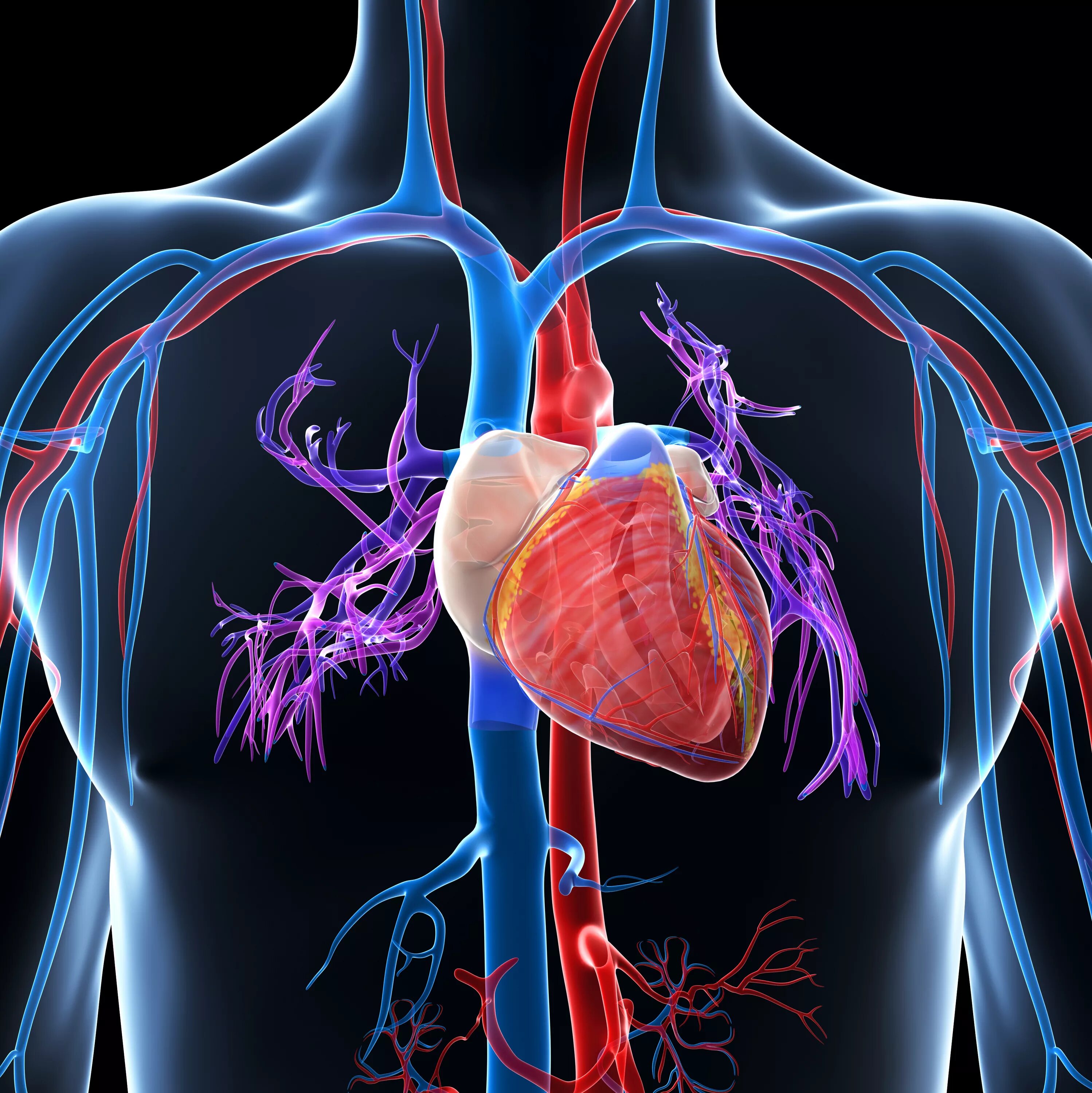 Сердце гонит. Болезни сердечно-сосудистой системы. Заболеваний сердца и сердечно-сосудистой системы. Сосудистые заболевания сердца.