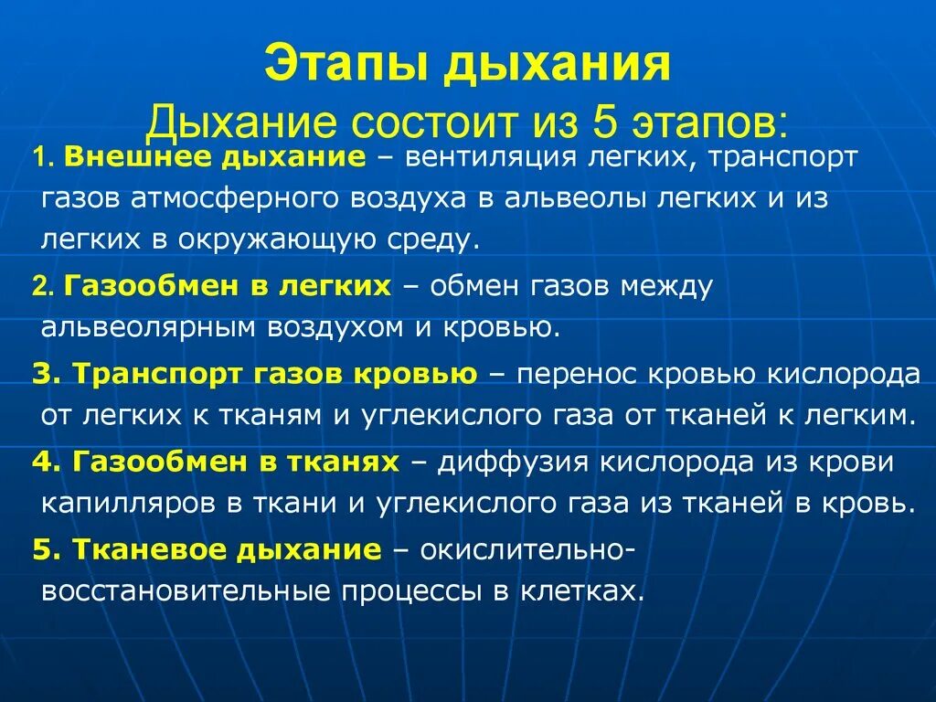 Перечислите этапы дыхания