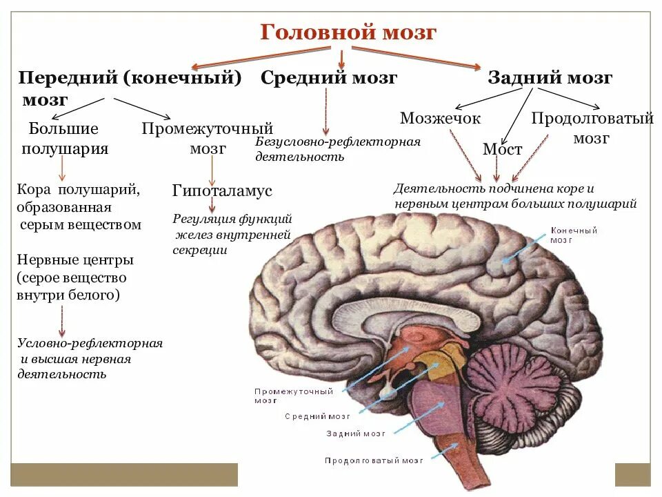 Центральная структура головного мозга. Таблица головной мозг ствол мозжечок передний мозг. Отдел головного мозга средний мозг строение. Задний мозг средний мозг передний мозг таблица. Отделы головного мозга конечный мозг.