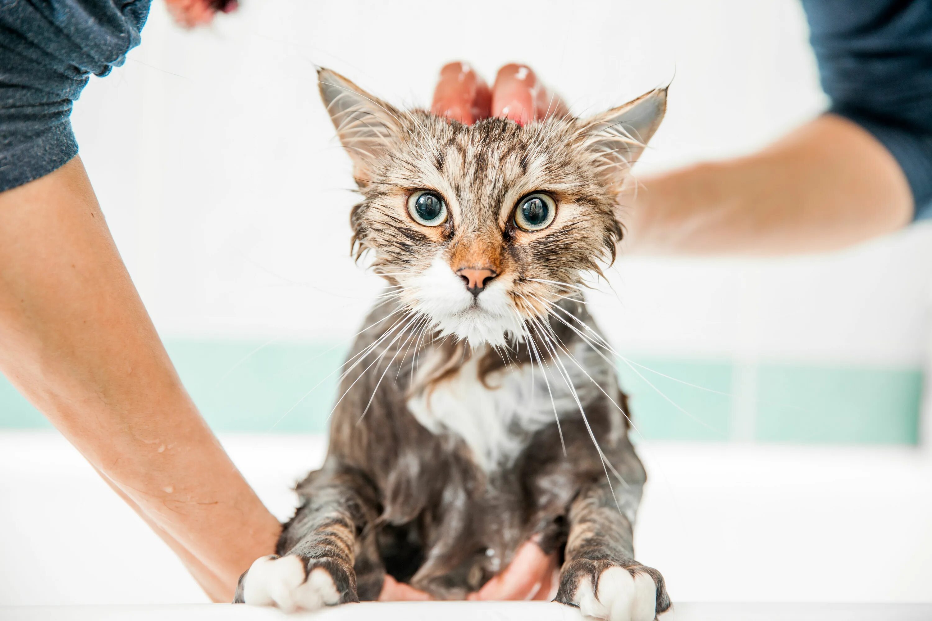 Мытье кота. Кошка моется. Помытый кот. Купание кота. Cat washing