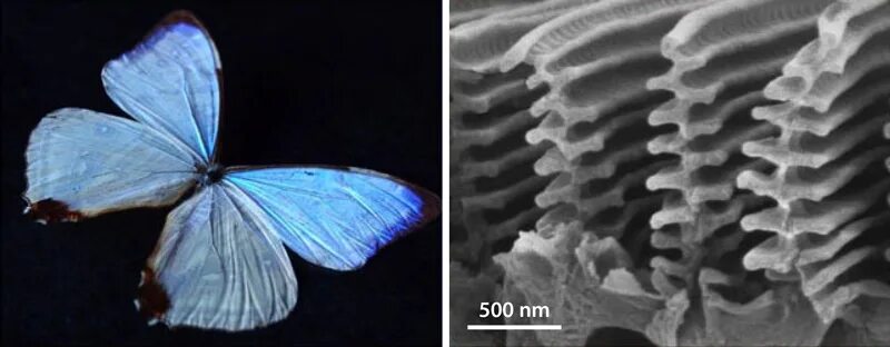 Оборудования для исследования строения крыла бабочки. Бабаочкапод микроскопом. Крылышки бабочки под микроскопом. Чешуйки бабочки под микроскопом. Чешуйки на крыльях бабочек под микроскопом.