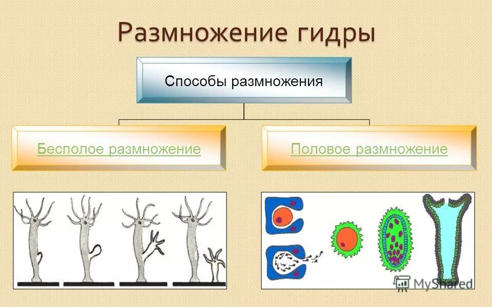 Пресноводная гидра размножается