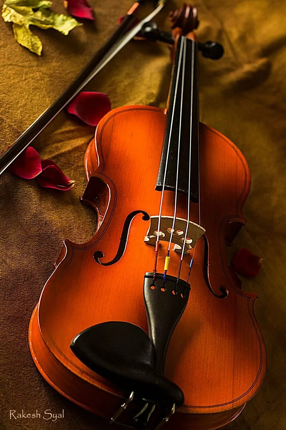 Violin скрипка. Скрипка. Красивая скрипка. Скрик. Изображение скрипки.