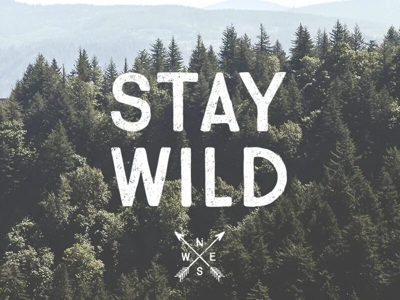 Stay Wild. Эстетика stay. Вилд Эстетика. Stay-Wild шапка.