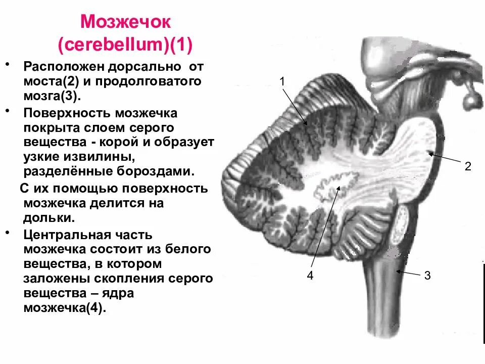 В задний мозг входит мозжечок. Задний мозг мозжечок. Задний мозг продолговатый мозг мозжечок и. Задний мозг строение. Мозжечок строение сбоку.