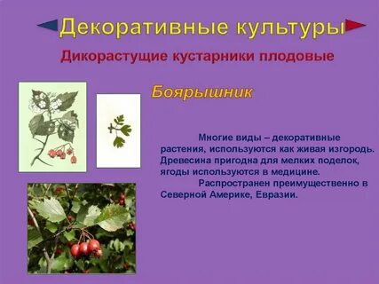 Дикорастущие кустарники 2 класс