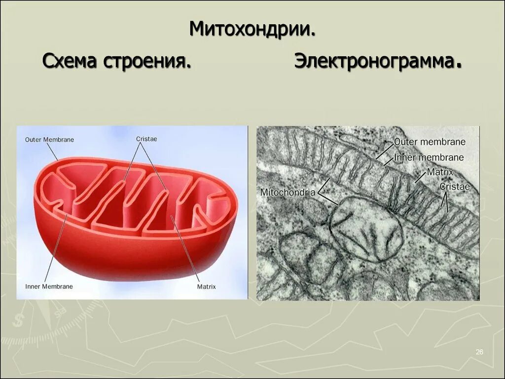 5 строение митохондрий. Строение митохондрии ЭПС. Митохондрии гистология. Схема строения митохондрии гистология. Строение митохондрии гистология.