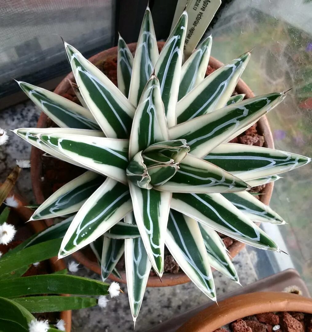 Agave victoriae Reginae (Агава). Агава королевы Виктории вариегатная. Agave victoriae Reginae White Rhino. Агава уход