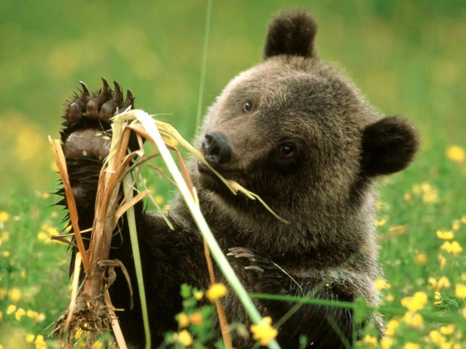 He can t bear. Бурый медведь. Питание бурого медведя. Медведь с медом. Бурый медведь ест ягоды.