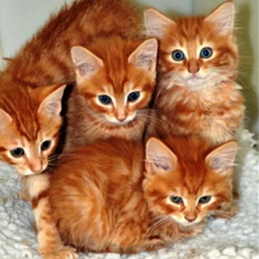 Сколько котят у рыжей кошки. Рыжий котёнок. Котята рыжие породистые. Рыжие коты. Рыжиепародистые котята.