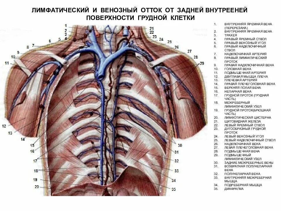 Внутренняя поверхность вены. Непарная Вена топография. Грудной лимфатический проток анатомия. Непарная Вена грудной клетки. Верхняя полунепарная Вена.