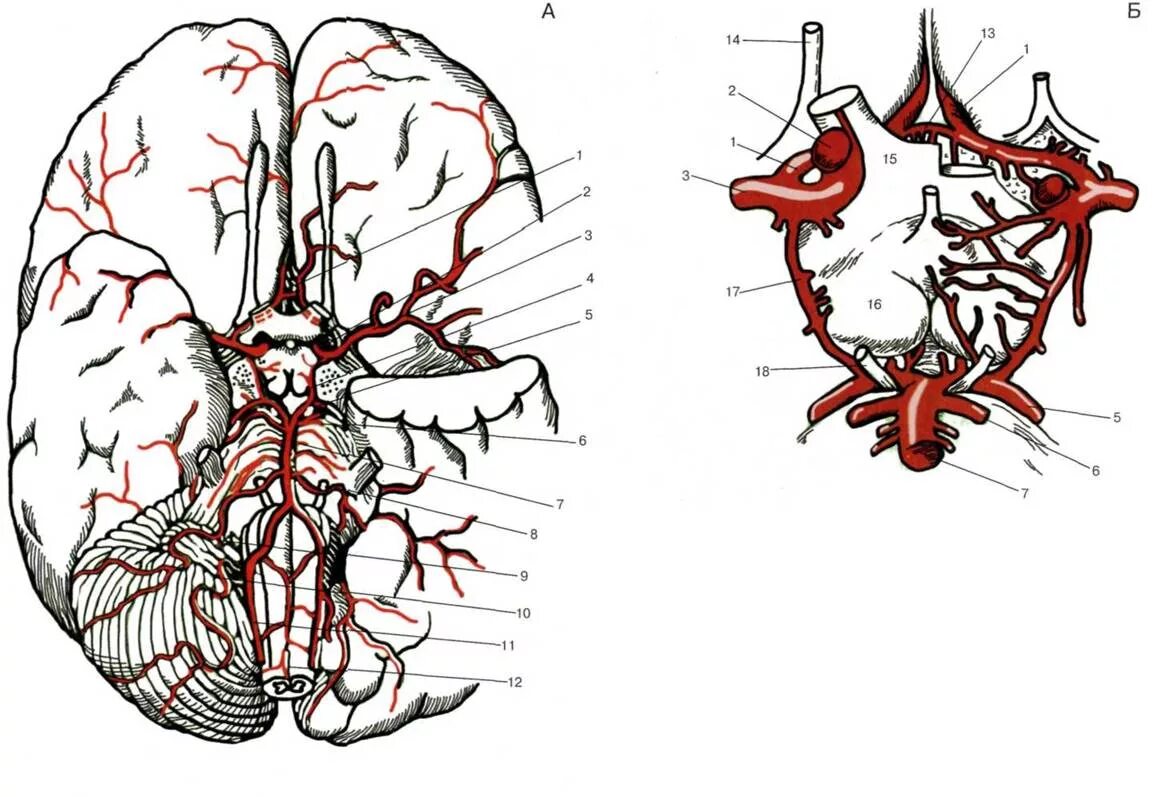 Виллизиев круг строение. Артерии мозга Виллизиев круг. Артерии мозга схема Виллизиев круг. Артерии основания мозга Виллизиев круг. Сосуды головы Виллизиев круг.