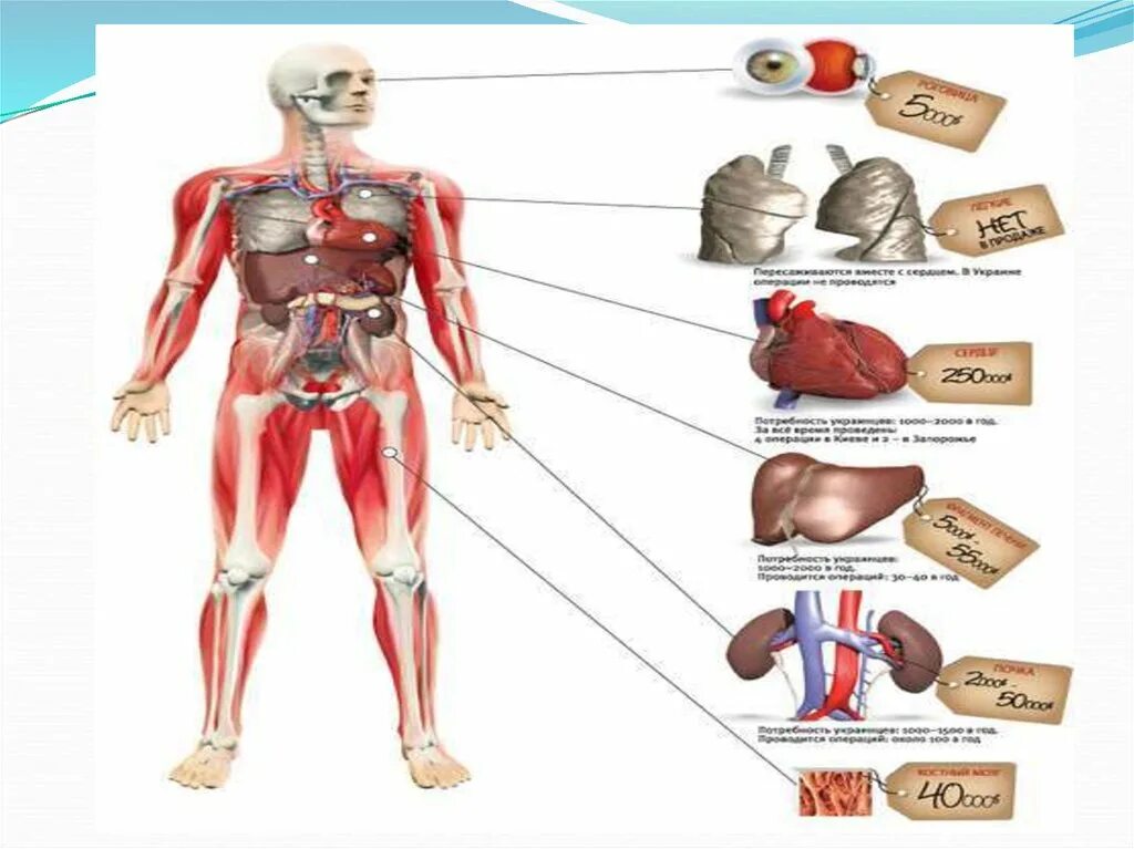 Самый дорогой орган человека. Стоимость органов. Сколько стоят органы. Стоимость человеческих органов. Черный рынок человеческих органов.