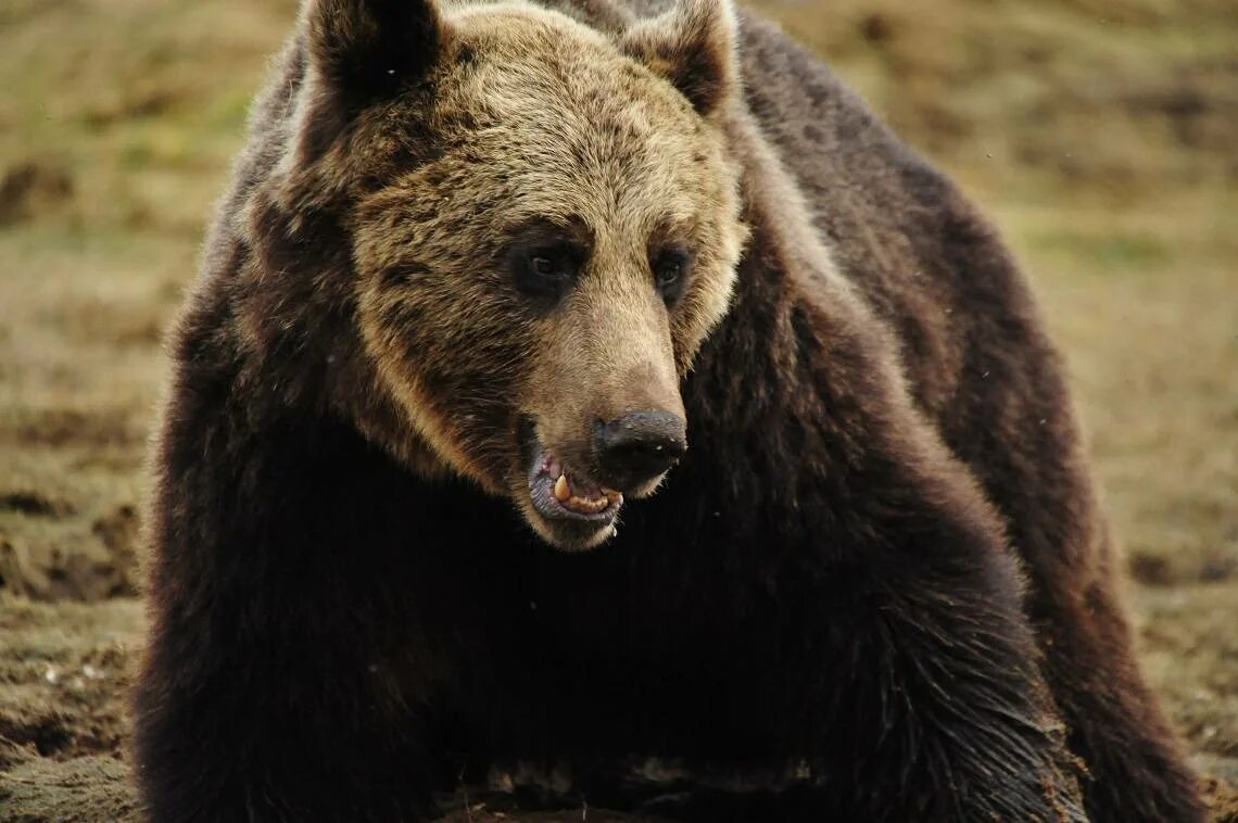 Кавказский бурый медведь. Приснился медведь бурый. Медведь бурый злой. К чему снится бурый медведь.