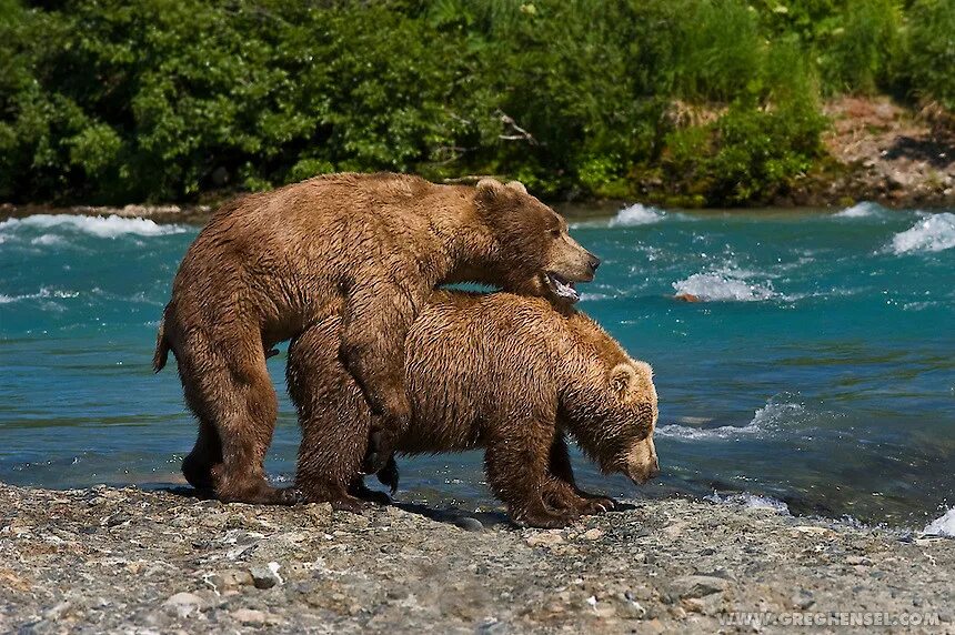 Dick bear. Спаривание медведей. Медведи спариваются. Бурый медведь спаривание.