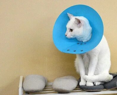 Ошейник для кошек после операции