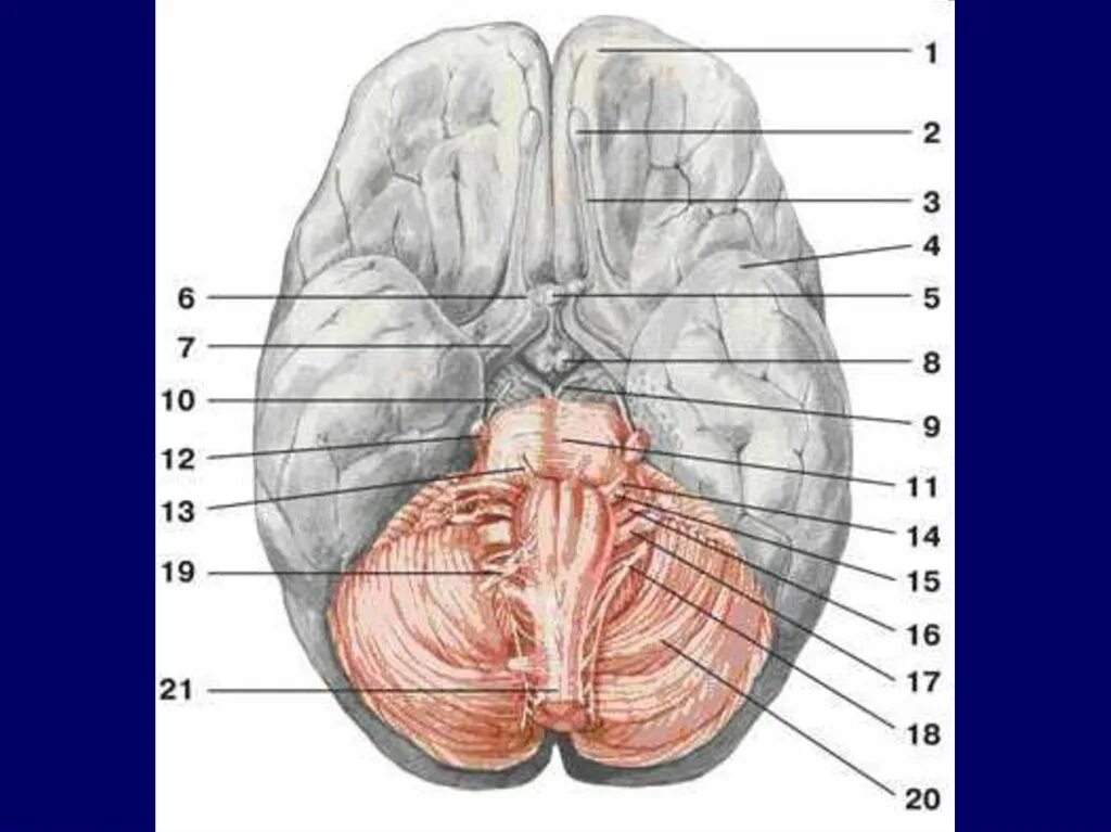 Головной мозг вид снизу анатомия. Головной мозг человека вид СН. Строение головного мозга вид снизу. Основание головного мозга анатомия атлас. Мозг снизу