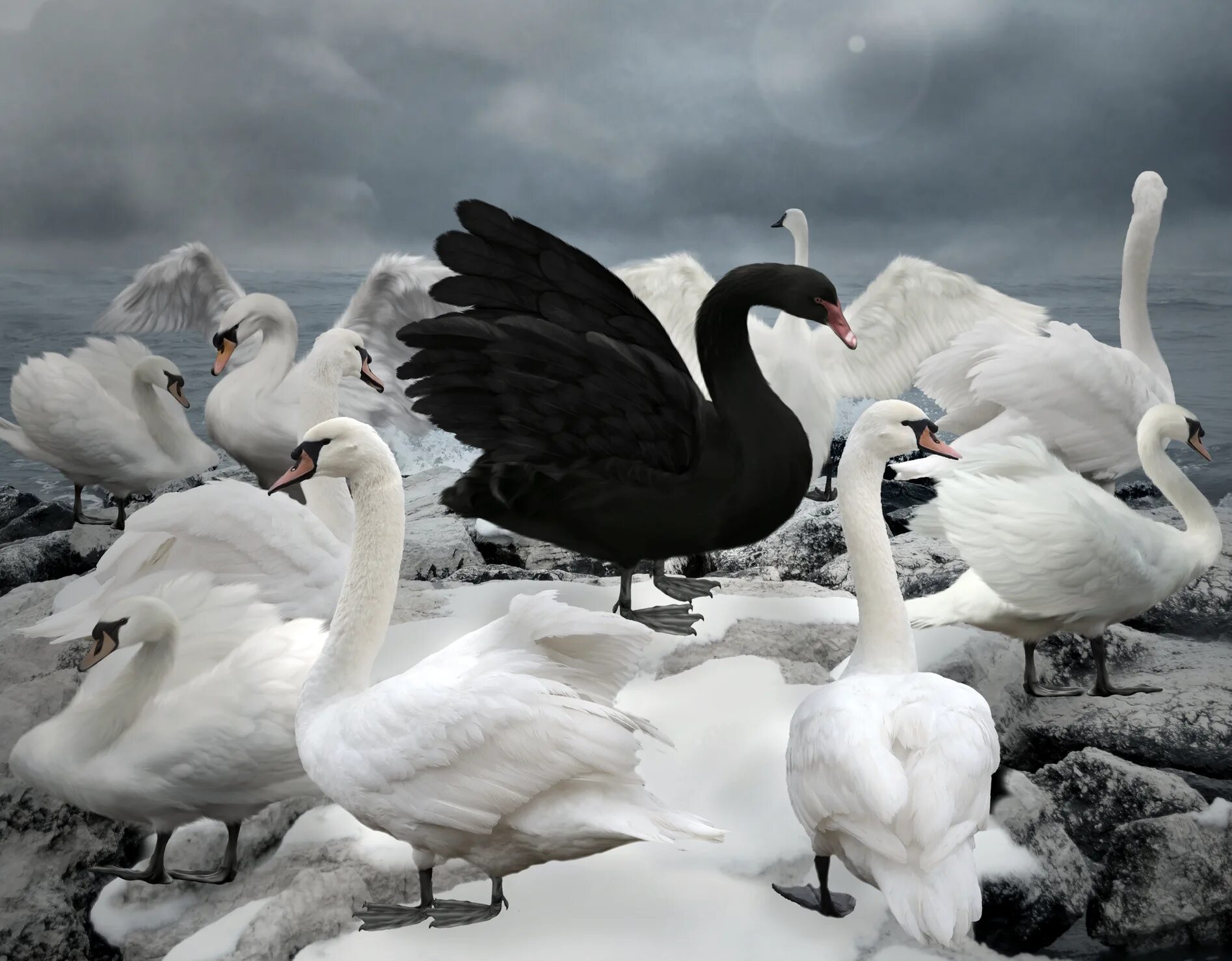 Лебедь. Чёрный лебедь. Черный лебедь среди белых. Два черных лебедя. Ария лебедя