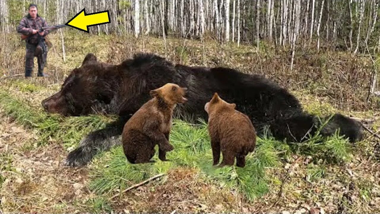 Выследили охотники медведицу с медвежонком. Охотник медведица. Сибирская кольчуга для охоты на медведя. Охота в тверской медведица. Охотник медведица.