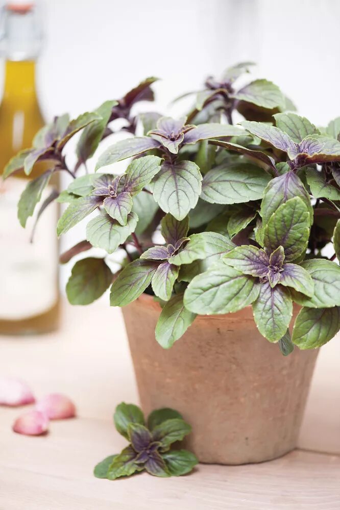 Как по другому называется базилик. Базилик зеленый. Базилик зеленый гвоздичный. Как по другому называется базилик. Базилик зеленый.