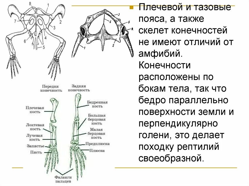 Рассмотрите задние конечности птиц большинство костей стопы. Скелет конечностей амфибий. Задняя конечность амфибии. Конечность земноводного. Строение конечностей амфибий.