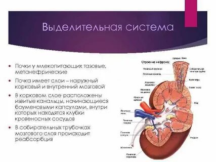 Что входит в выделительную систему плацентарных млекопитающих
