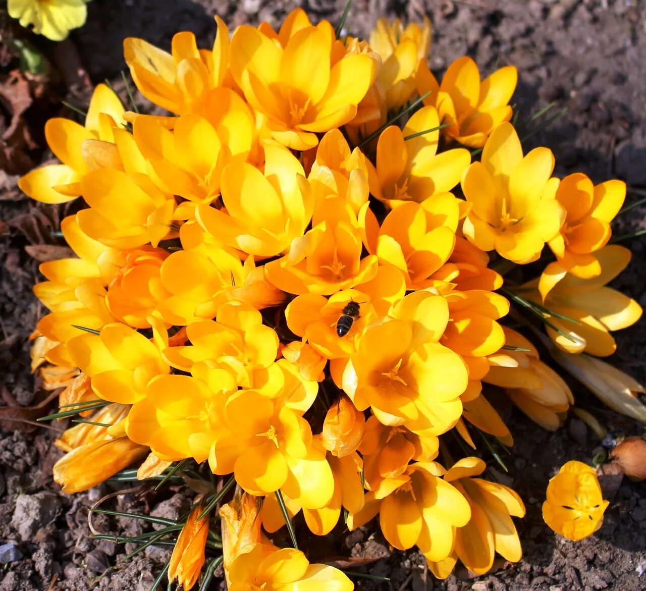 Крокус Шафран желтый. Крокус Шафран цветок жёлтый. Крокус Шафран цветок. Крокус Флави желтый.