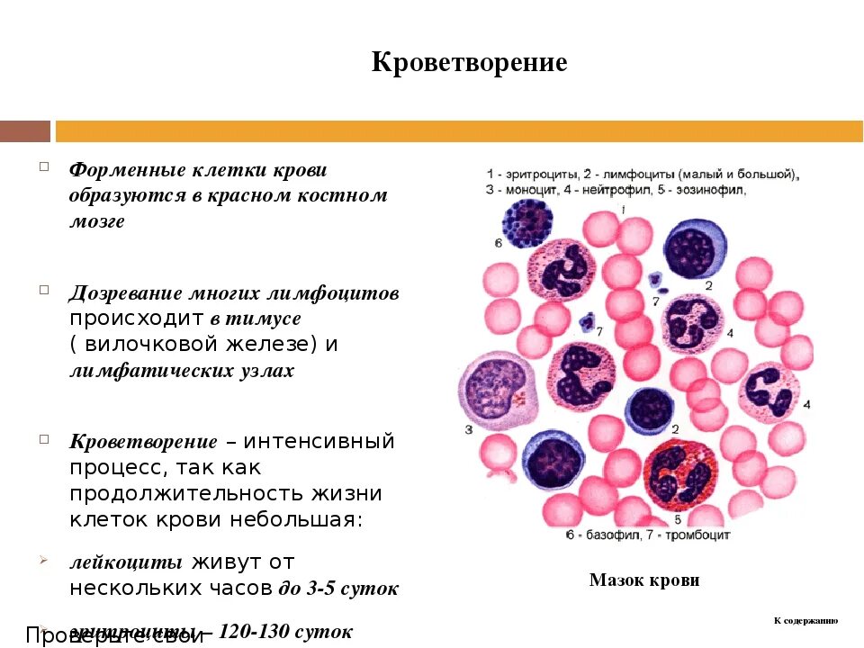 Схема клеток крови. Форменные элементы крови костный мозг. Схема развития форменных элементов крови. Схема кроветворения кровь костный мозг. Красный костный мозг гистология развивающиеся клетки крови.