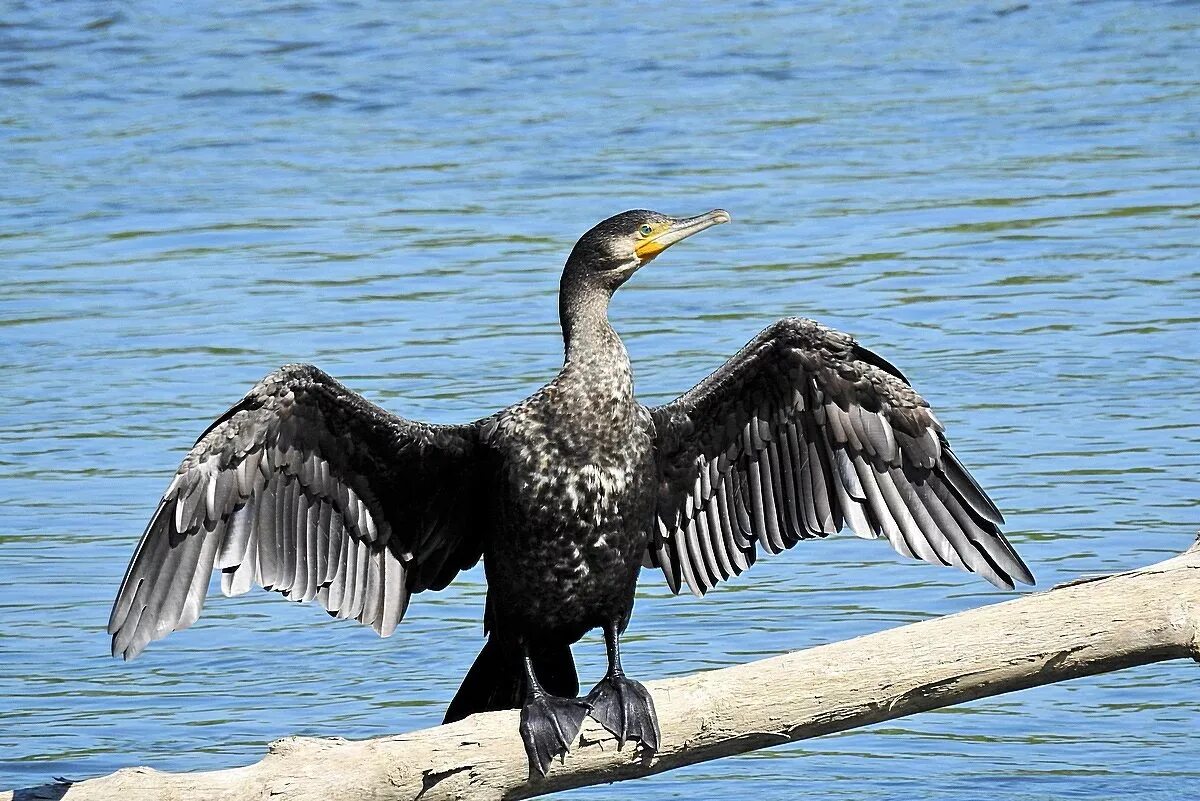 Капский Баклан. Phalacrocorax Carbo. Большой Баклан птица. Корморан птица.