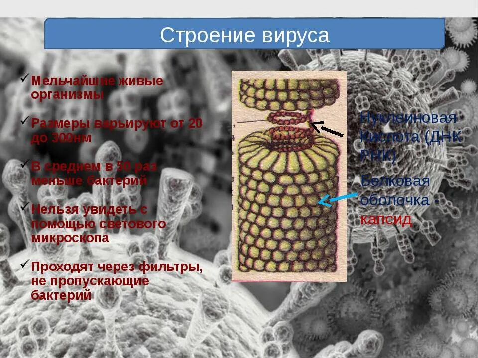 Многообразие вирусов 5 класс презентация. Вирусы биология 10 класс. Вирусы неклеточные формы жизни. Строение вируса биология 10. Строение вируса микроскоп.